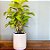 Philodendron Lemon Line - Imagem 4