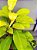 Philodendron Lemon Line - Imagem 2