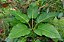 Philodendron  Melinonii - Imagem 1