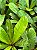 Philodendron Linnaei - Imagem 2