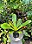 Philodendron Linnaei - Imagem 3