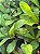 Philodendron Linnaei - Imagem 1