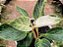 Philodendron Birkin - Imagem 2