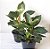 Philodendron Birkin - Imagem 3
