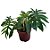 Philodendron Mayoi - Imagem 3