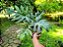 Philodendron Mayoi - Imagem 2