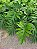 Philodendron Mayoi - Imagem 1