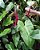 Philodendron Erubescens - Imagem 2
