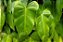 Philodendron Erubescens - Imagem 3
