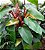 Philodendron Erubescens - Imagem 1