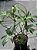 Philodendron  Pedatum - Imagem 2