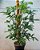 Philodendron  Pedatum - Imagem 3