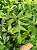 Philodendron  Pedatum - Imagem 1