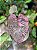 Philodendron Pink Princess - Imagem 2