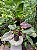 Philodendron Pink Princess - Imagem 3