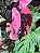 Philodendron Pink Princess - Imagem 1