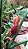 philodendron narrow - Imagem 2