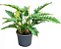 philodendron narrow - Imagem 4