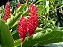 Alpínia Purpurata (Panamá) - Imagem 2
