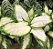 Dieffenbachia Camila (Comigo ninguém pode) - Imagem 2
