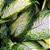 Dieffenbachia Camila (Comigo ninguém pode) - Imagem 3
