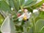 Clusia Fluminensis - Imagem 4