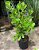 Clusia Fluminensis - Imagem 2