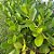 Clusia Fluminensis - Imagem 1