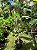 Clusia Fluminensis - Imagem 3