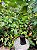 Tabernaemontana Divaricata (Jasmim Café) - Imagem 3