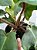 Philodendron Squamiferum - Imagem 4