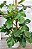 Philodendron Squamiferum - Imagem 2