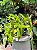 Philodendron Squamiferum - Imagem 1