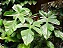 Philodendron Squamiferum - Imagem 3
