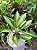 Aglaonema Pataya - Imagem 1
