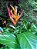 Helicônia psittacorum - Imagem 3