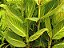 Cana Índica Variegata - Imagem 2
