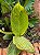 Cana Índica Variegata - Imagem 1