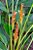 Calathea Lutea (Maranta Charuto) - Imagem 2