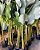 Calathea Lutea (Maranta Charuto) - Imagem 3