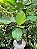 Calathea Lutea (Maranta Charuto) - Imagem 4