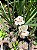 Moreia Branca - Imagem 1