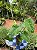Philodendron Burle Marx - Imagem 2