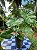 Philodendron Burle Marx - Imagem 1