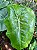Philodendron Burle Marx - Imagem 4