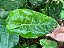 Philodendron Burle Marx - Imagem 3