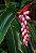 Alpinia zerumbet - Imagem 1