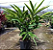 Alpinia zerumbet - Imagem 3