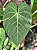 Anthurium magnificum - Imagem 1