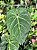 Anthurium magnificum - Imagem 3